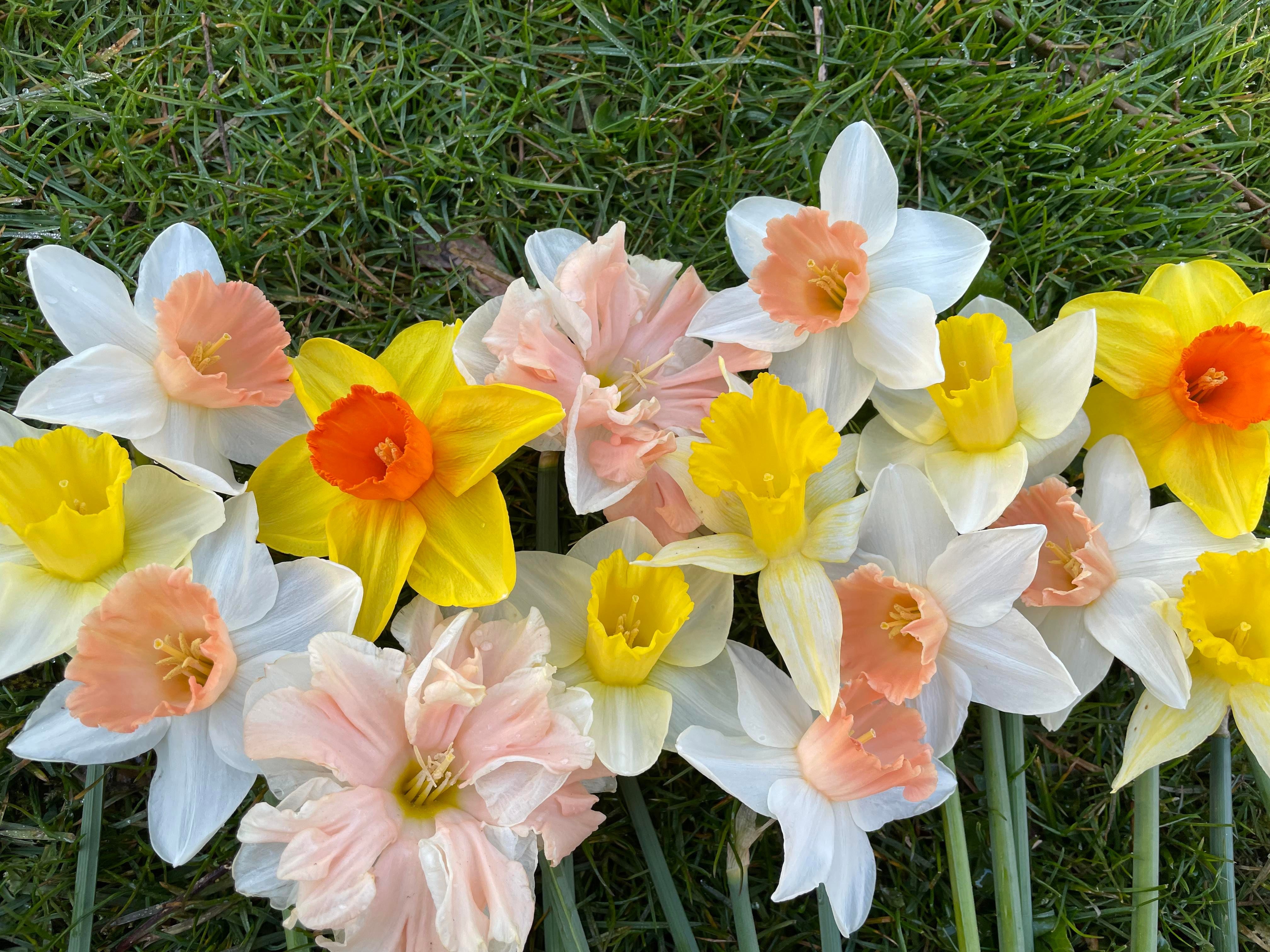 Påskeliljer og pinseliljer (Narcisser)